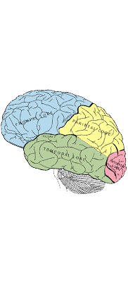 An illustration of the regions of the
                  human brain