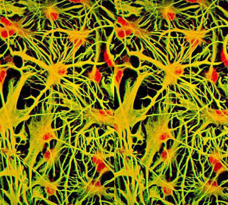 neuro cells close-up