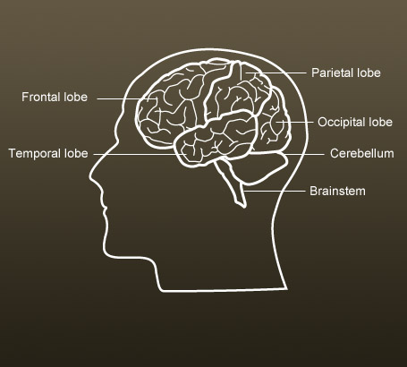 The human brain