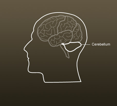 Cerebellum