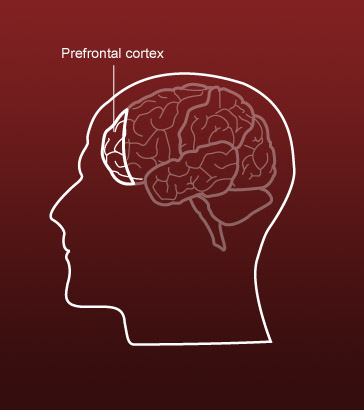Prefrontal cortex of the human brain.