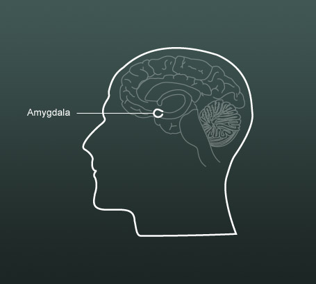 Amygdala